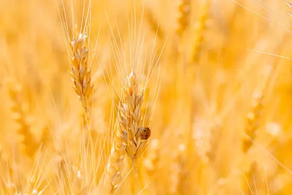 Ladybug on a wheat spike in the field