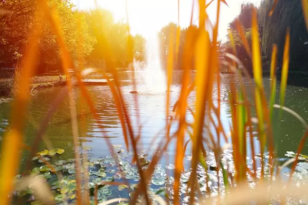 Lake with water lilies seen through green plants (Flip 2019)