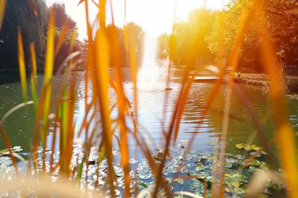 Lake with water lilies seen through green plants