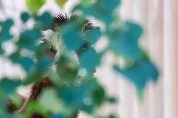 Lama hinter dem Geäst