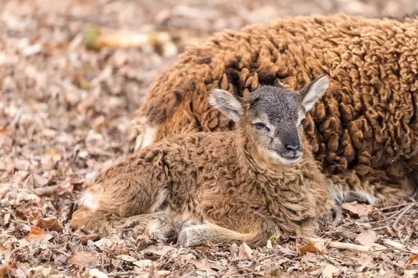 Lamm liegt auf dem Boden neben seiner Mutter