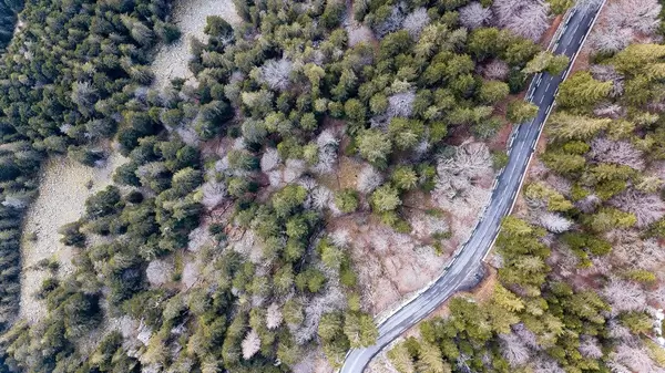 Ländliche Straße schlägt eine Schneise durch den Kieferwald. Luftbildaufnahme