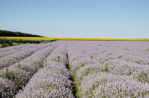 Landscape with lavender field at sunny day. Bulgaria