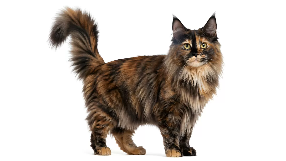 Langhaarige Maine-Coon-Katze mit Schildpattmuster
