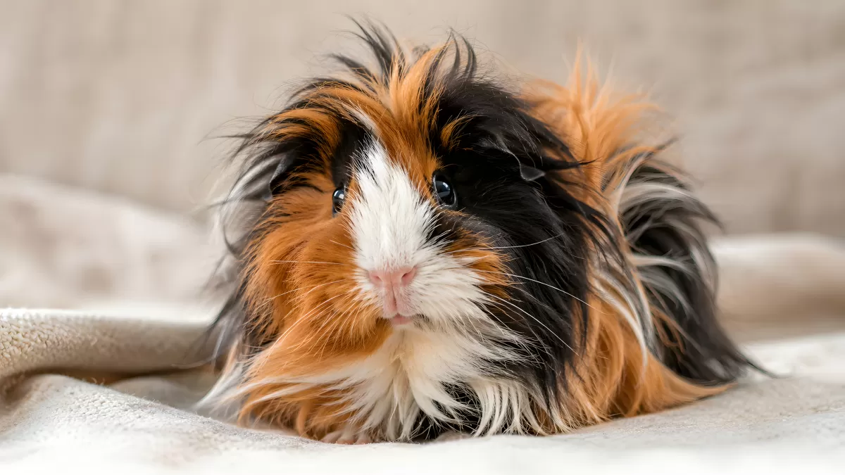 Langhaariges Meerschweinchen mit dreifarbigem Fell