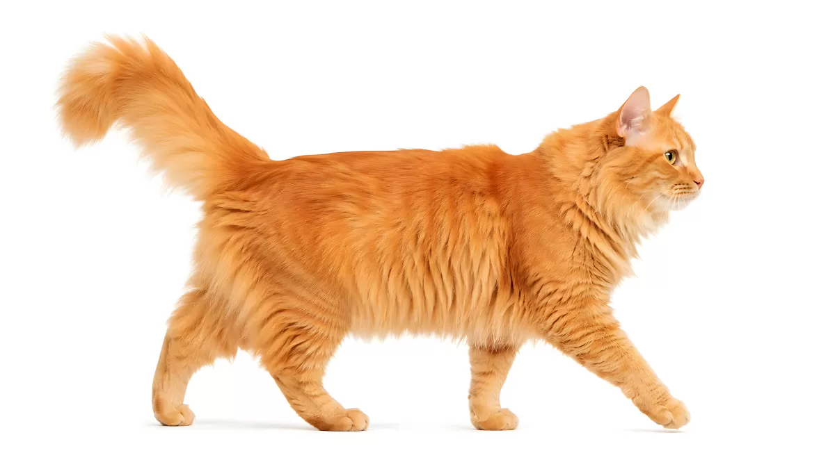 Langhaarkatze in Orange geht elegant durchs Bild