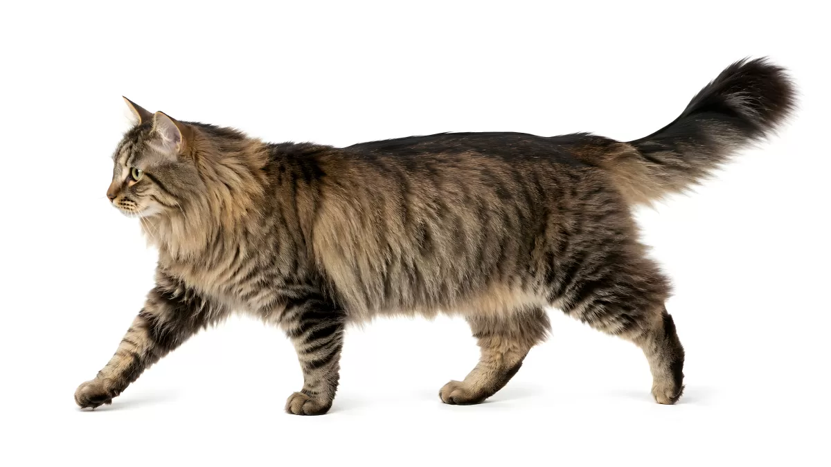 Langhaarkatze schreitet elegant vor weißem Hintergrund