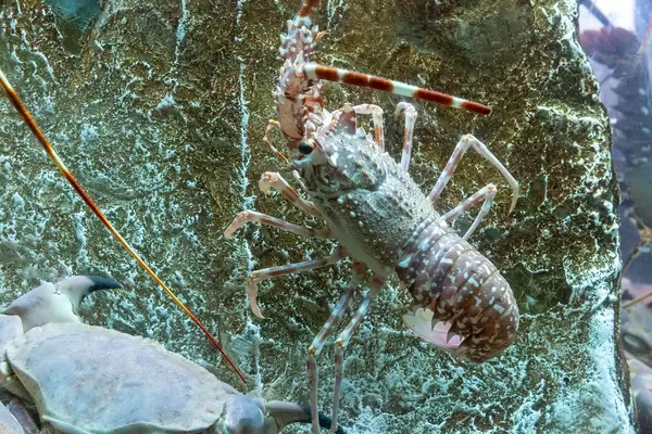 Languste und Krebs auf Stein im Wasser