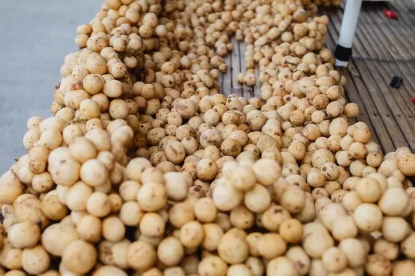 Lanzone Kartoffeln zum Verkauf - Nahaufnahme