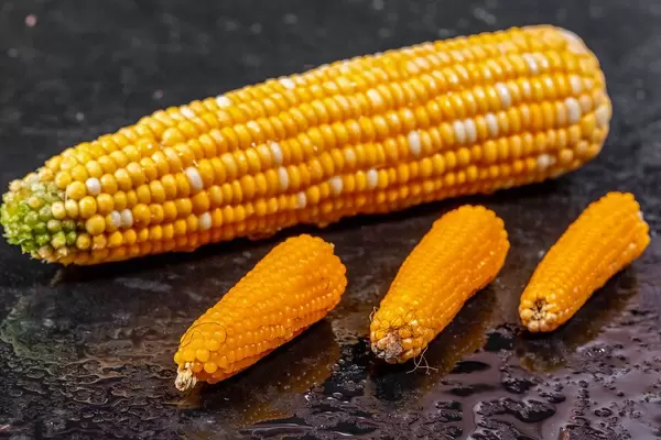 Large and small shakes of corn on black background