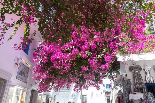 Large bougainvillea plant above our heads in the alleys of Mykonos (Greece) amongst tourist shops