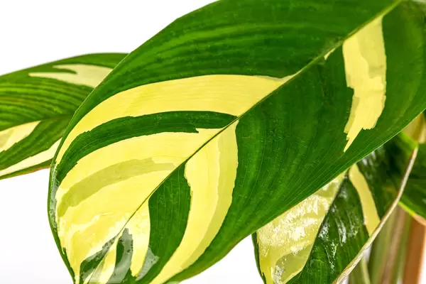 Large green-yellow houseplant leaves