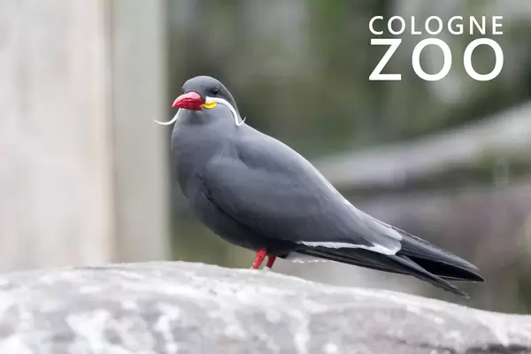 Larosterna Inca bird with red beak and Italian moustache, standing on a stone next to picture title "Cologne Zoo"
