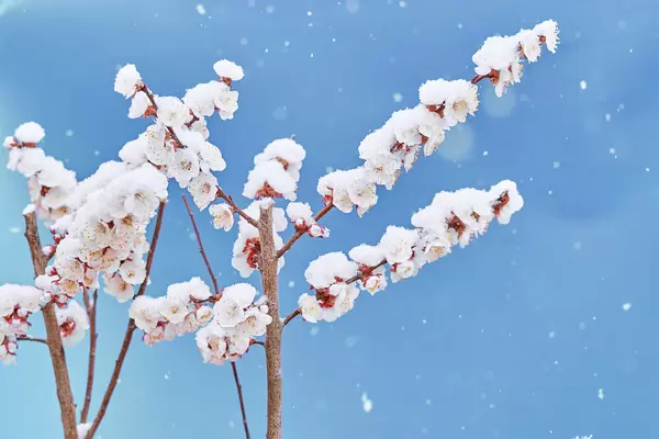 Late snow of early spring - blossoming spring tree brunches during snow