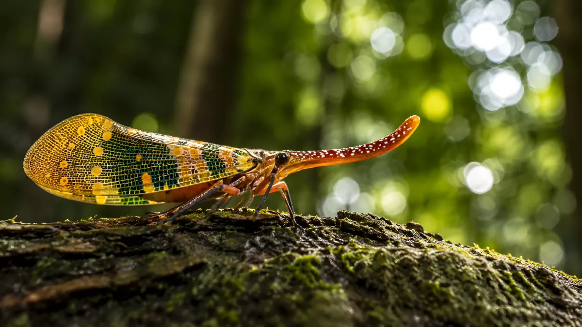 Laternenträger-Zikade auf Baumrinde im Regenwald