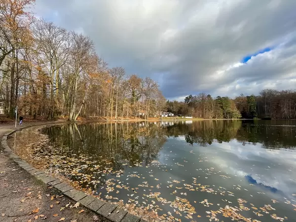 Laub liegt im Wasser am Adenauer Weiher in der Nähe vom Friedenswald in Köln