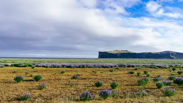 Lavender field with mountain on horizon / Lavendelfeld mit Berg am Horizont