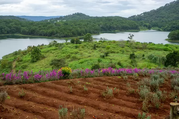 Lavender Fields with Purple New York Aster and Lake in the Background