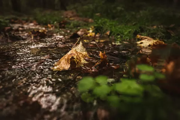 Leaf Closeup In Forest Stream