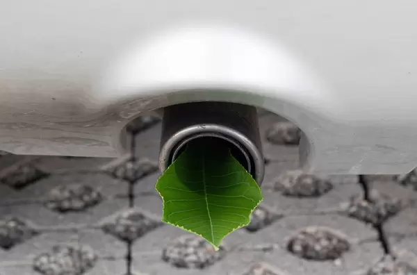 Leaf in a car pipe exhaust muffler