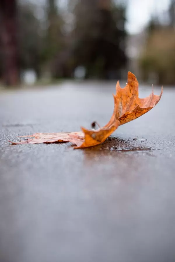 Leaf on the ground in autumn sunlight