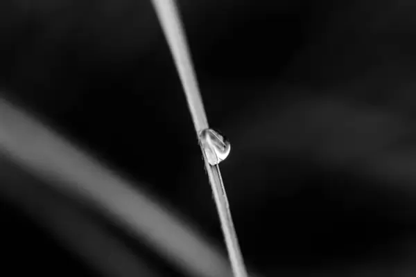 Leaf with water drop