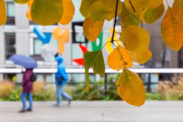 Leaves at the High Line