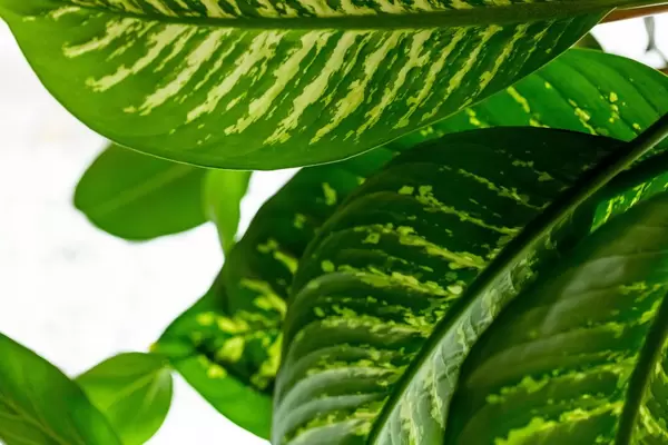Leaves of dieffenbachia