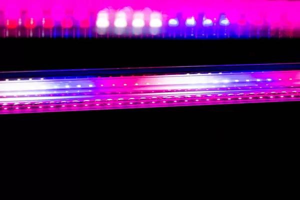 LED lamp for growing plants for agriculture