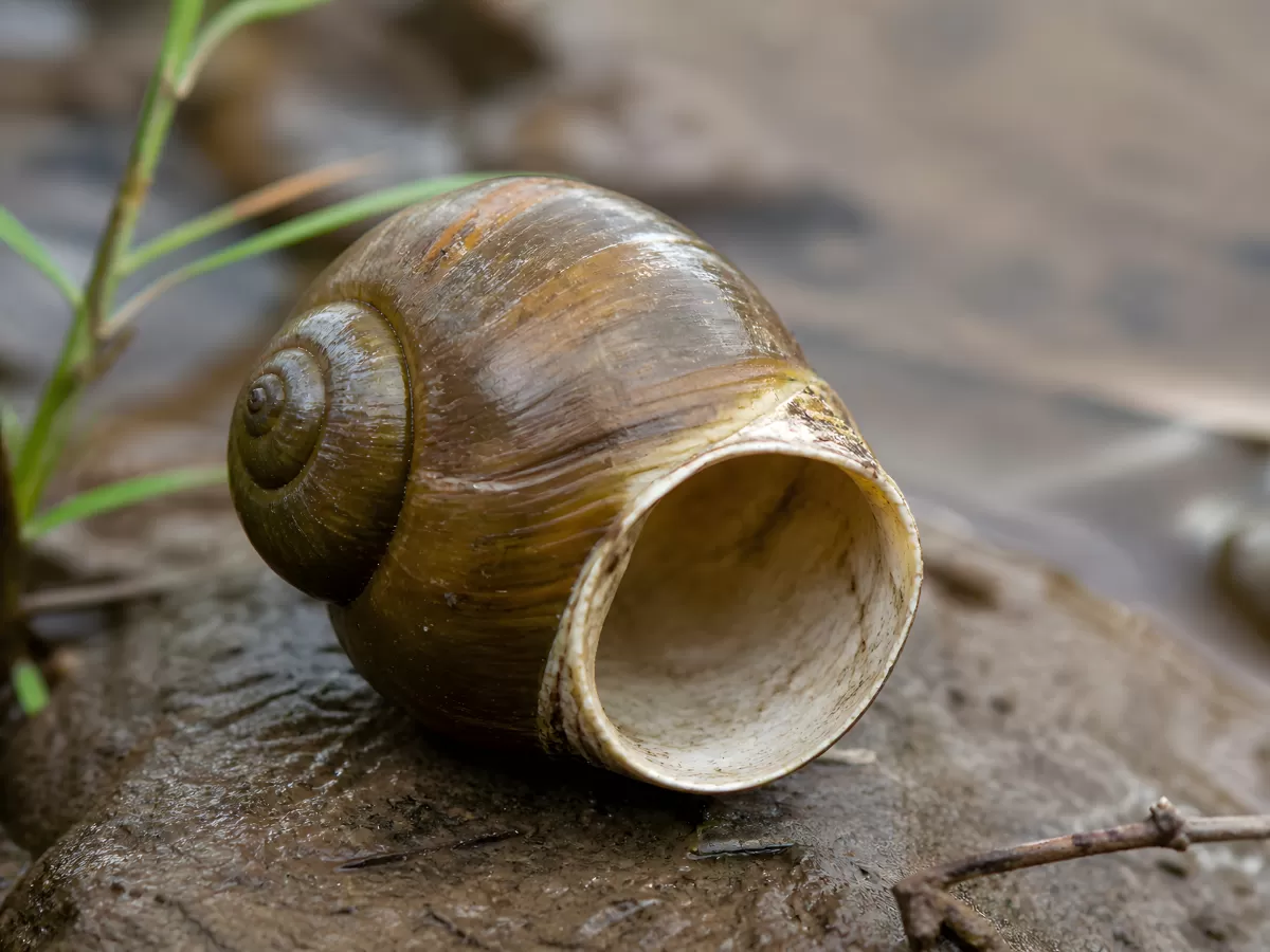 Leere Schneckengehäuse auf feuchtem Stein in Nahaufnahme