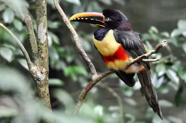 Leistenschnabeltukan im  Parque das Aves (Vogelpark) in Brasilien
