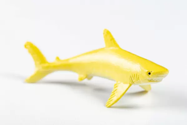 Lemon shark on a white background (Flip 2019)