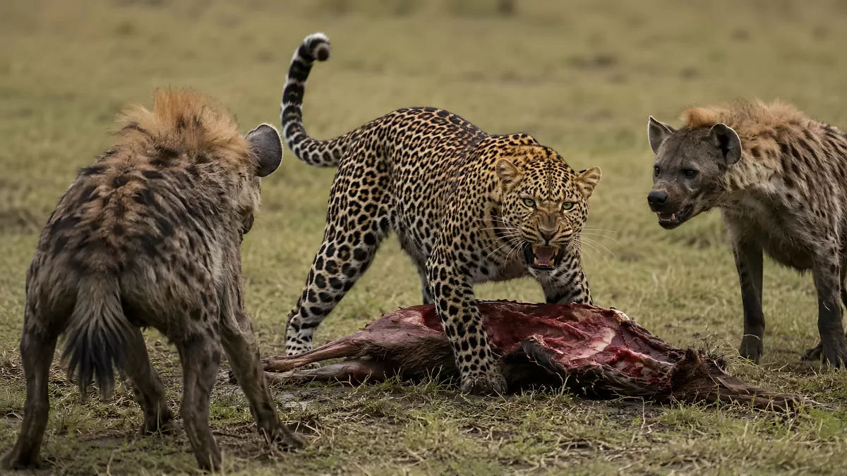 Leopard verteidigt Beute gegen zwei Hyänen in der Savanne