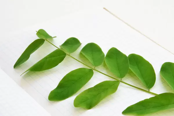 Lesezeichen aus Akazien