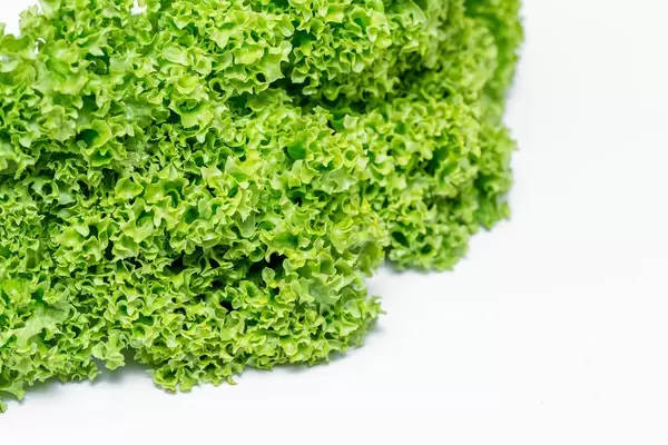 Lettuce salad leaves