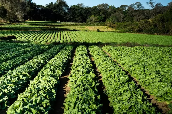 Letuce plantation  Flip 2019