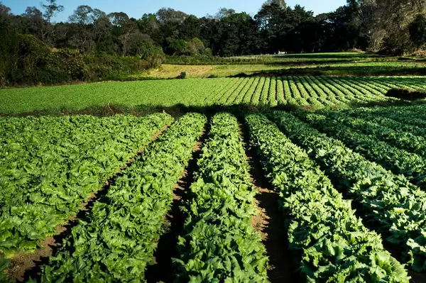 Letuce plantation