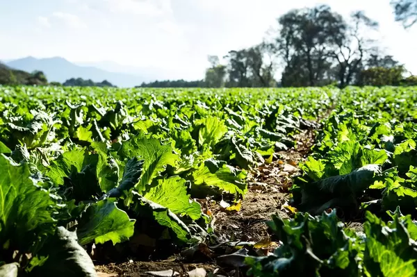 Letuce planted in rich soil  Flip 2019