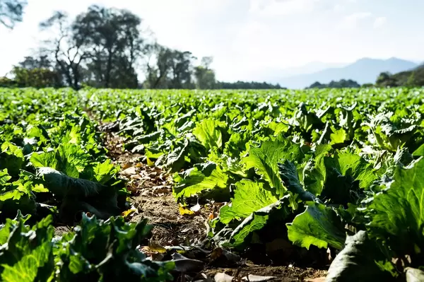 Letuce planted in rich soil