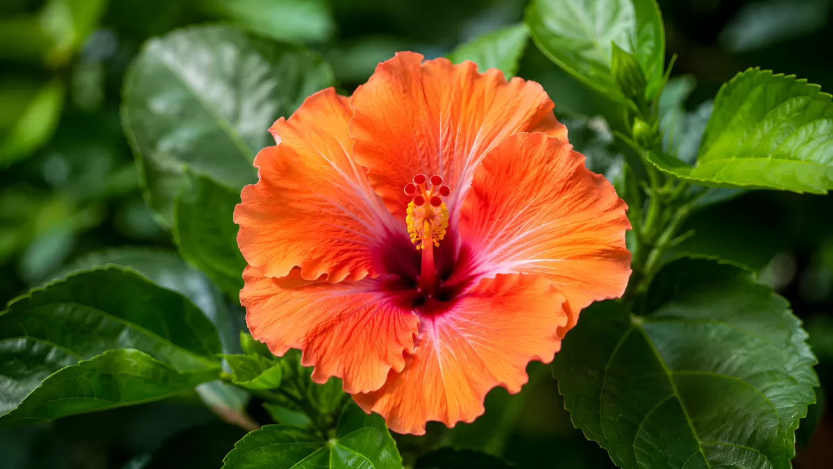 Leuchtend orangefarbene Hibiskusblüte in Nahaufnahme