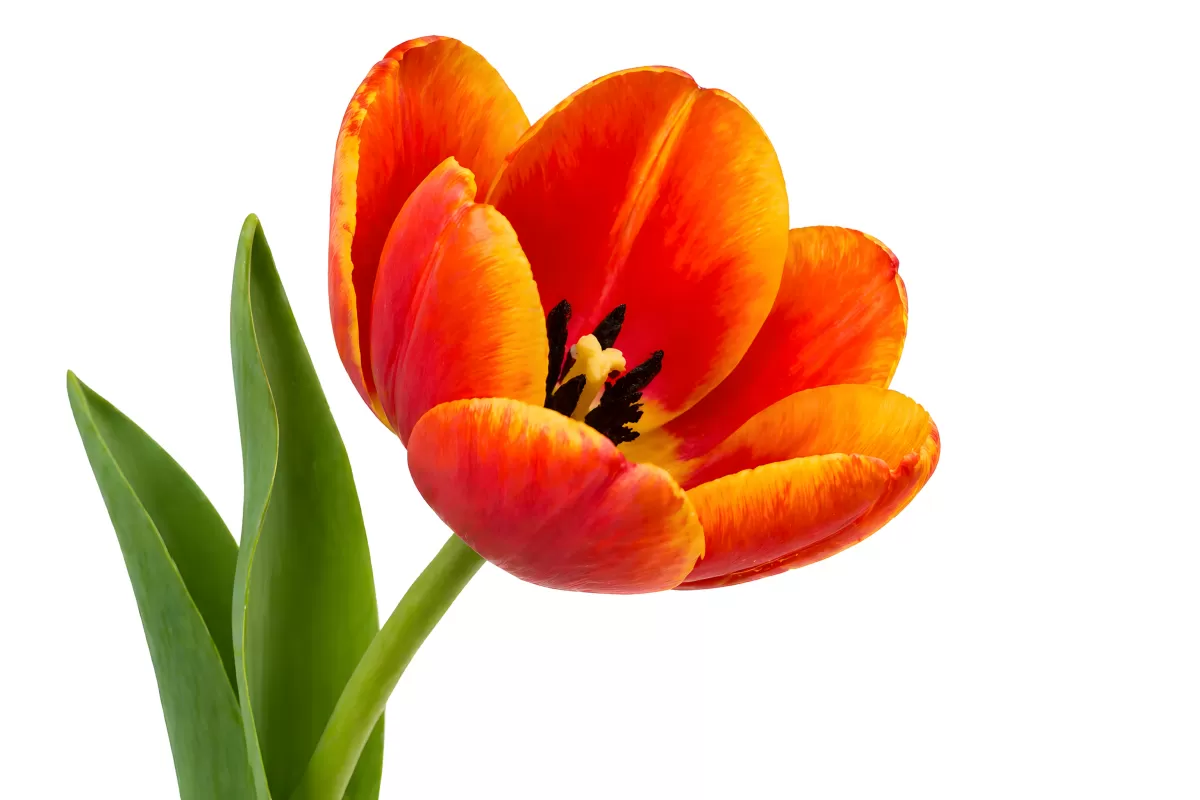 Leuchtend orangerote Tulpe in voller Blüte