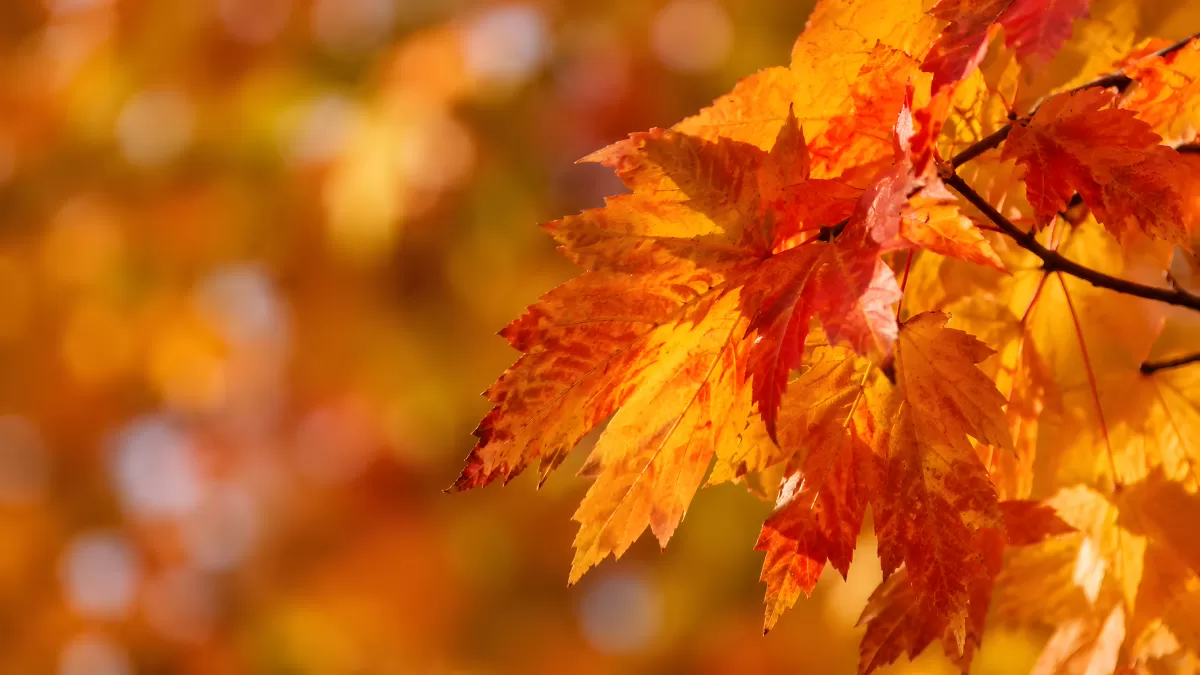 Leuchtend rote Ahornblätter im Herbstlicht