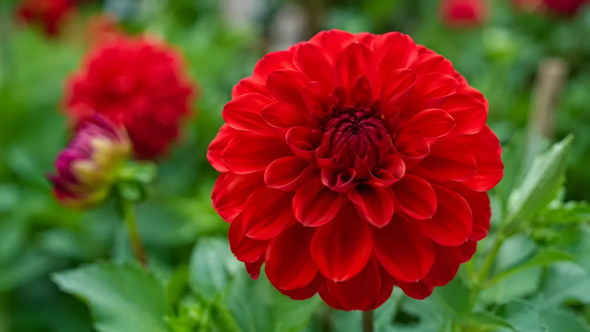 Leuchtend rote Dahlie in voller Blüte im Garten