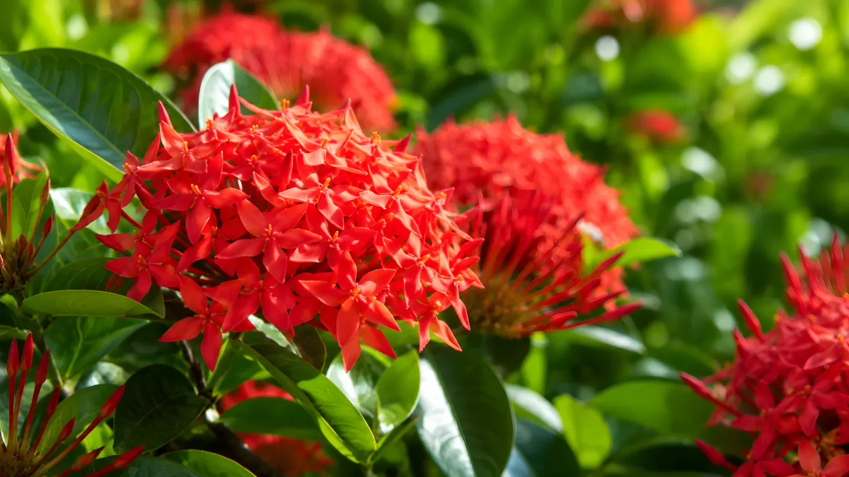 Leuchtend rote Ixora-Blüten im tropischen Garten