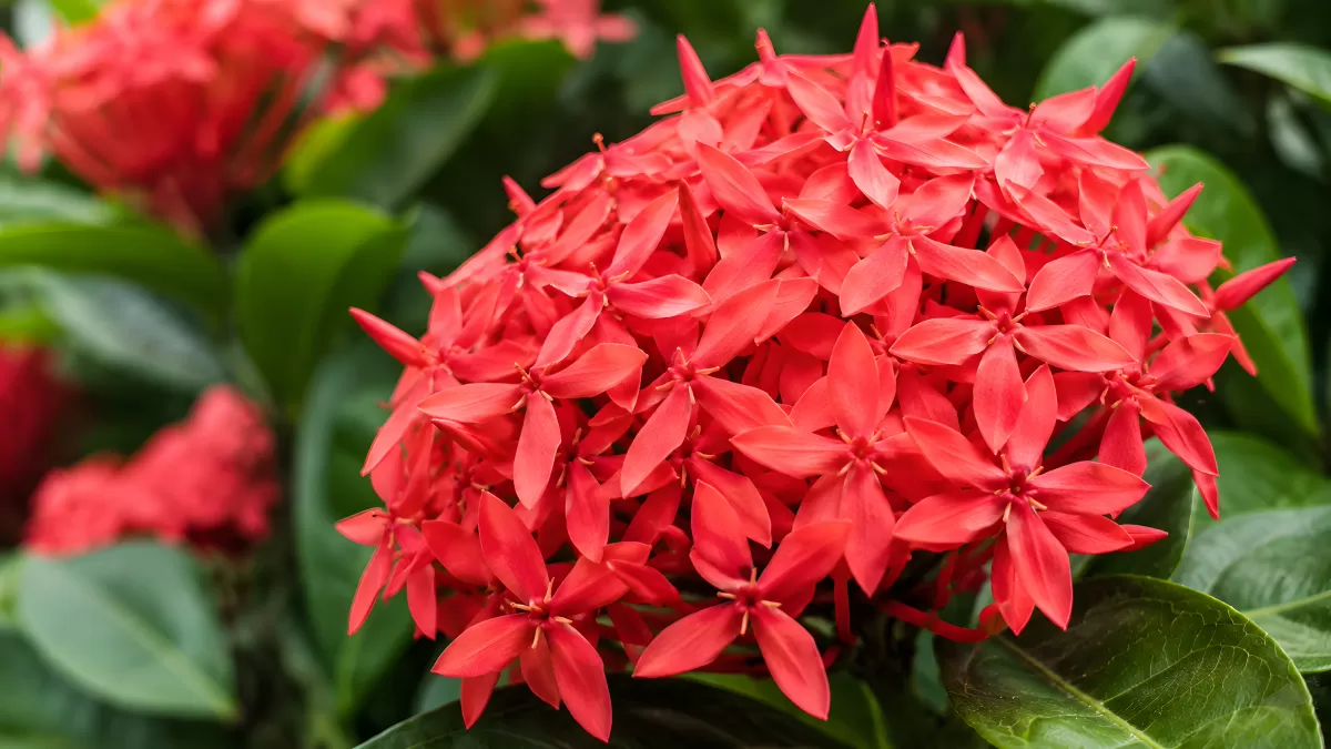 Leuchtend rote Ixora-Blüten in sattgrünem Laub