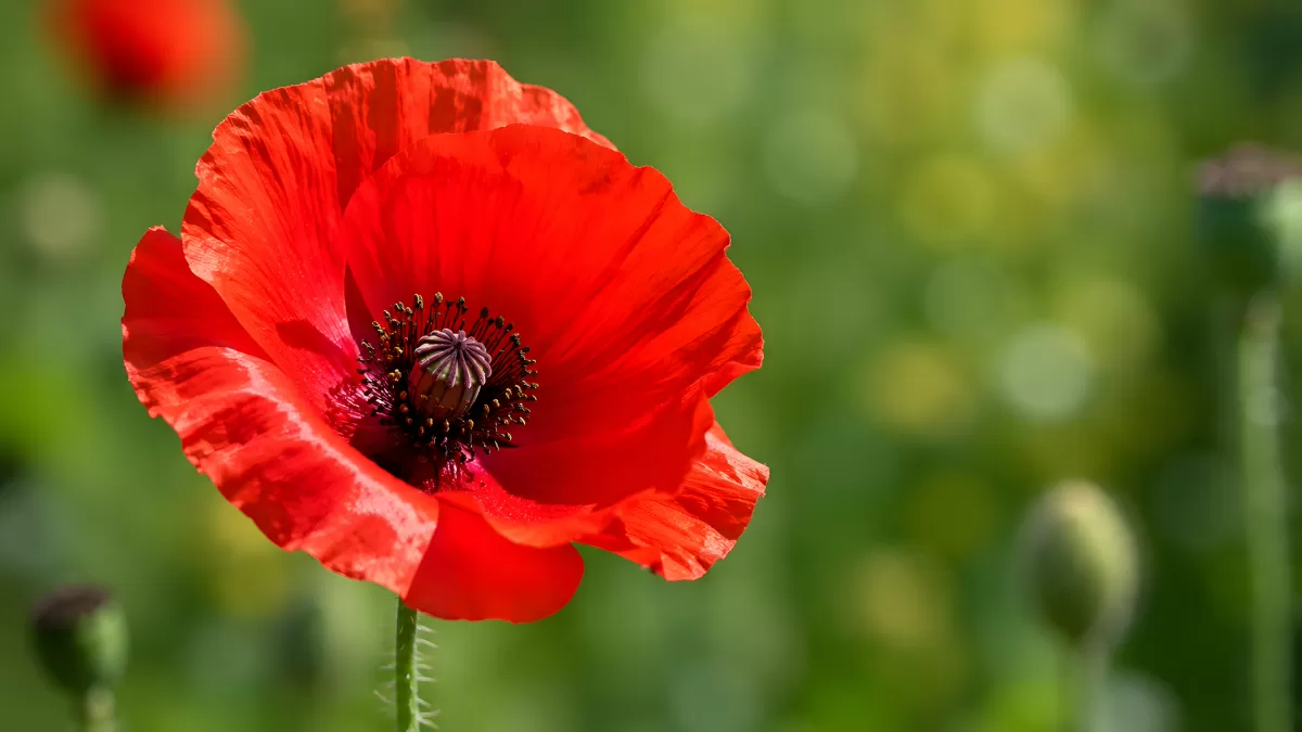 Leuchtend rote Mohnblume in voller Blüte im Sommer