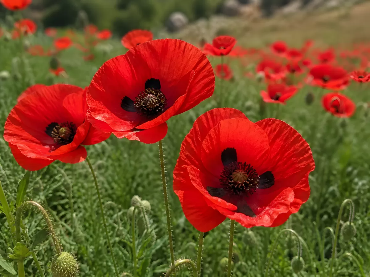 Leuchtend rote Mohnblumen auf einer Sommerwiese