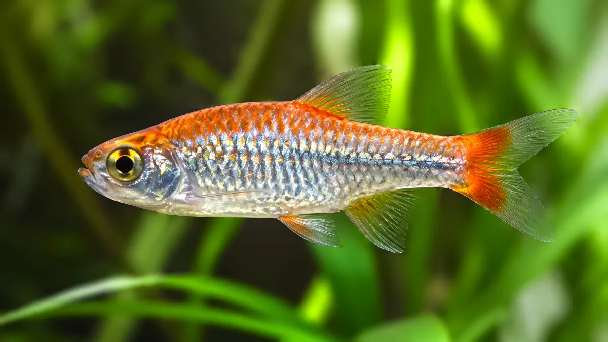 Leuchtend roter Danio in einem Süßwasseraquarium