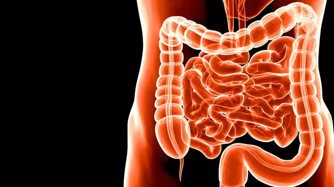 Leuchtende Anatomie des menschlichen Verdauungssystems