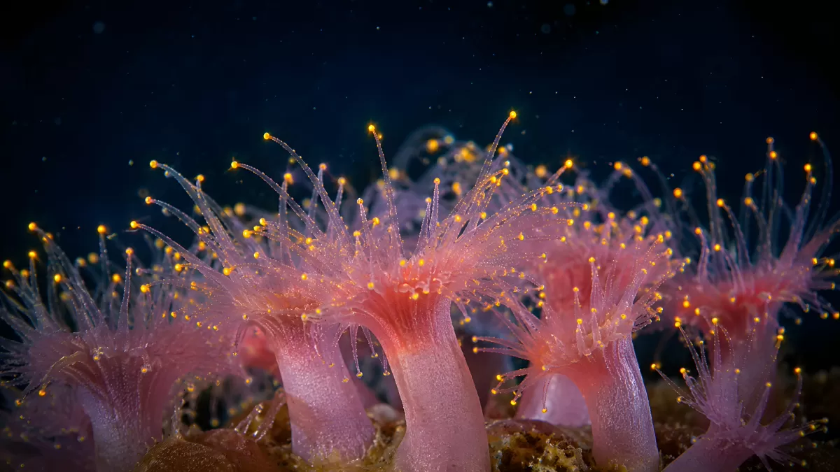 Leuchtende Seeanemonen mit gelben Tentakelspitzen